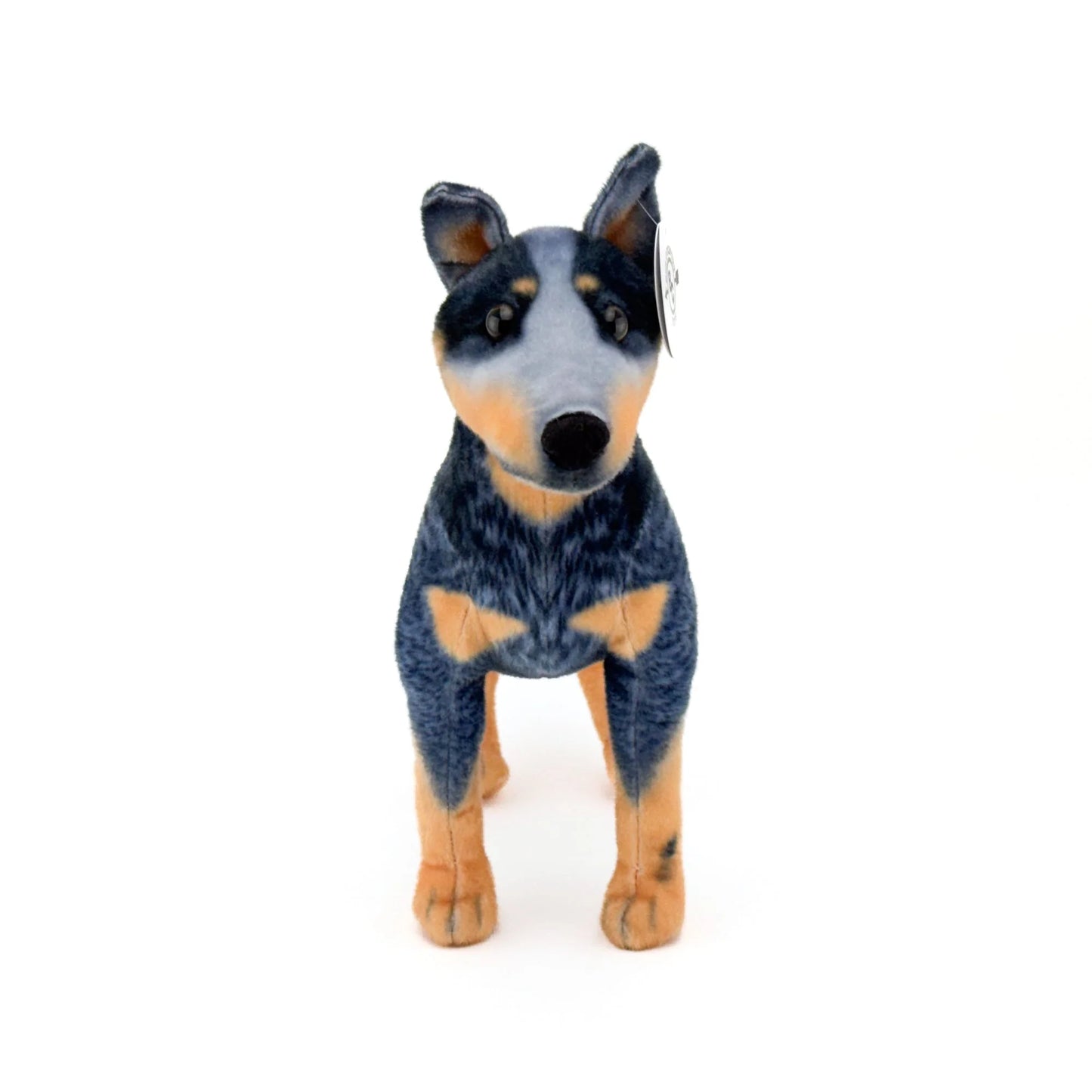 Blue Heeler