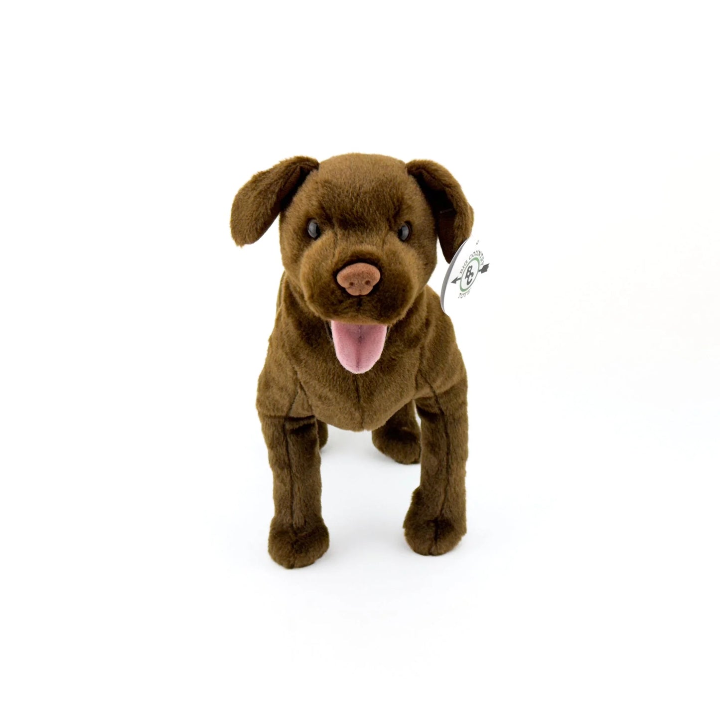 Chocolate Lab