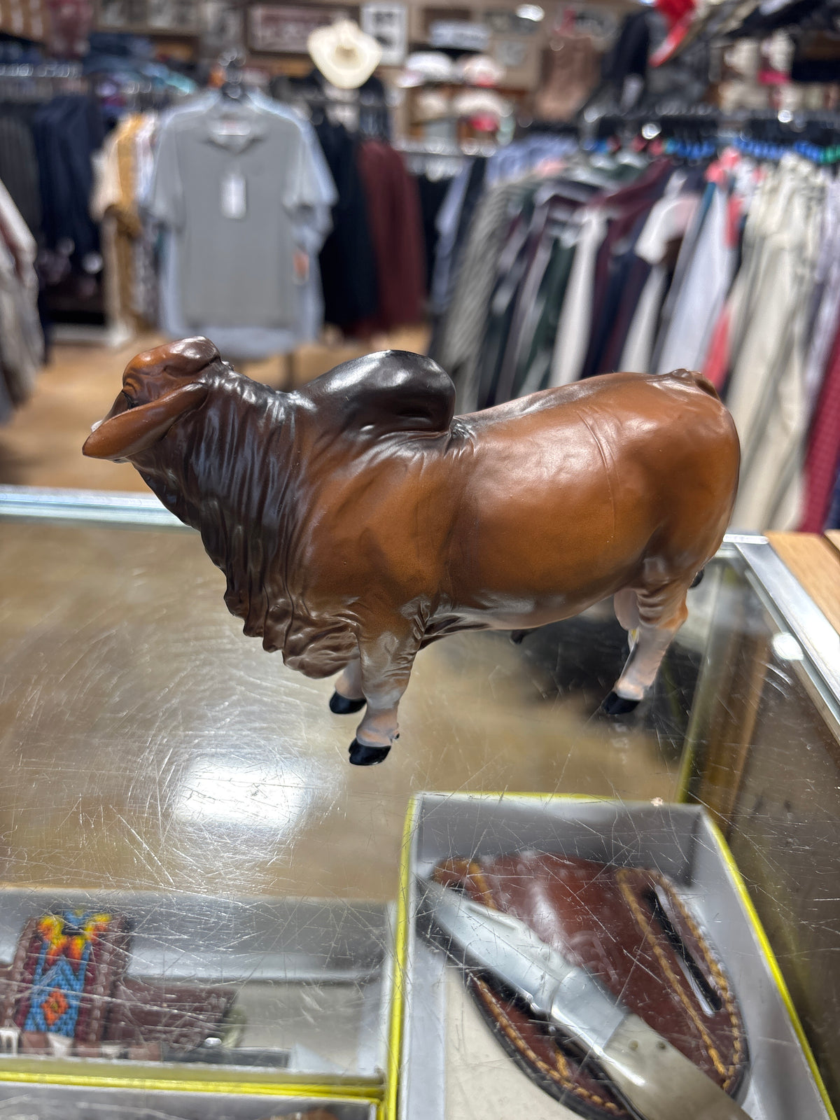 Red Brahman Bull