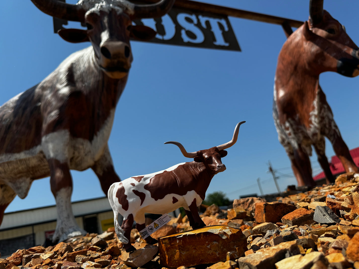 Texas Longhorn Steer Red/White