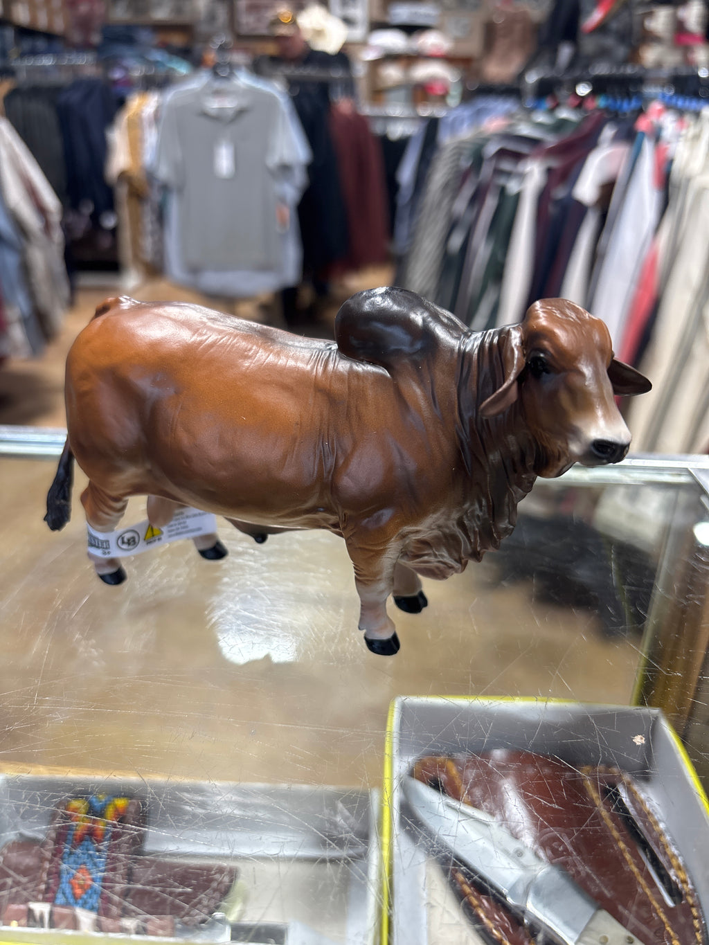 Red Brahman Bull