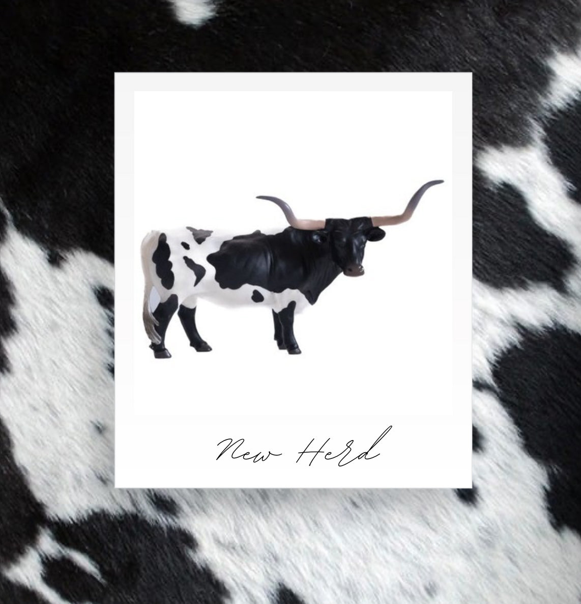 Texas Longhorn Steer Black/White