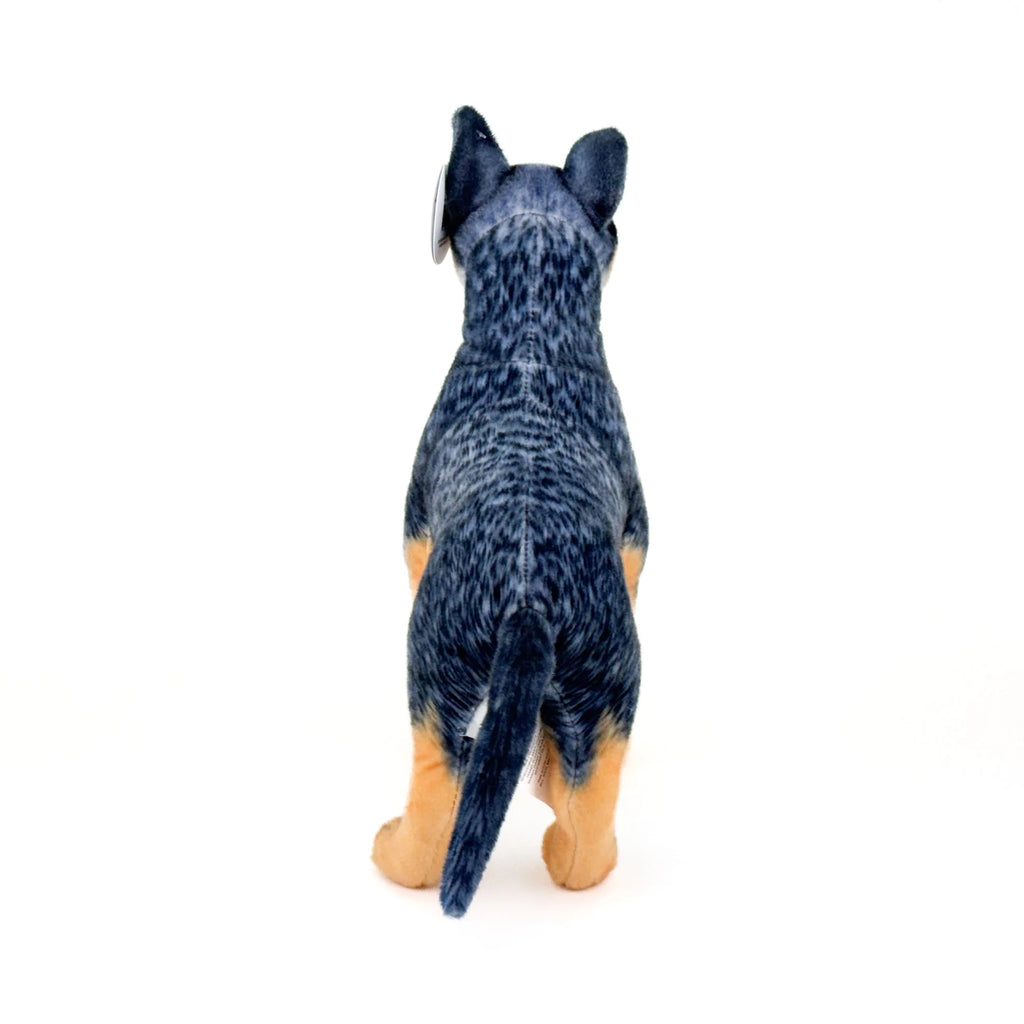 Blue Heeler