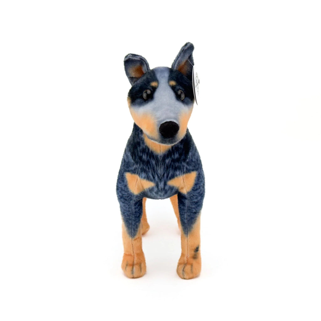 Blue Heeler