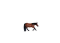 Barrel Horses