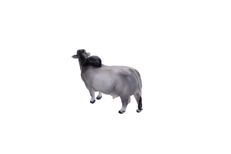 Brahman Bull