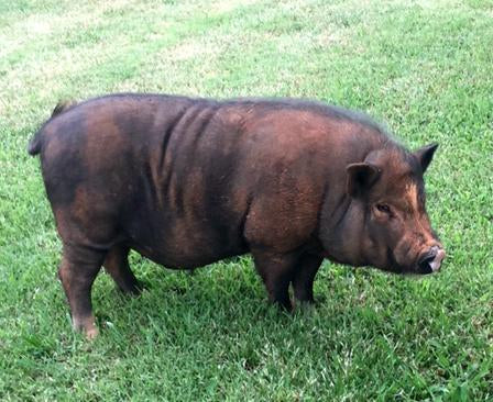 "Everybody Loves Timmy"